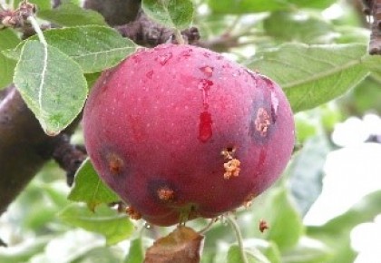 Obelinis vaisėdis
